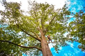 Best Seasonal Cleanup (Spring/Fall)  in Roberta, GA