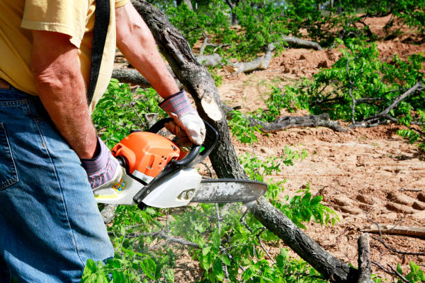 Best Tree Removal  in Roberta, GA